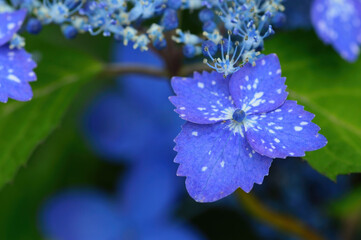 アジサイの花