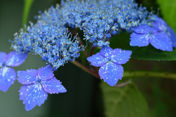 アジサイの花