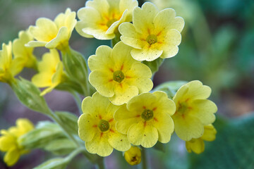 group of yellow, blooming primrose flowers in the garden in early spring