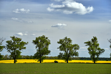 cultivated field with blooming rapeseed and trees by the road in spring