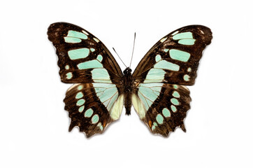 Malachite Butterfly 