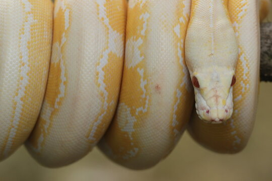 snake, python, albino python, photo of an albino python perched on a tree branch