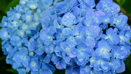 雨に濡れた紫陽花