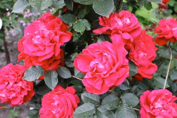 Chinese rose, red color, close-up, rose, red, nature, roses, garden, flowers, bouquet, beauty, plant, love,