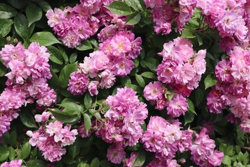 pink rose, rose bush close up, rose background or screensaver