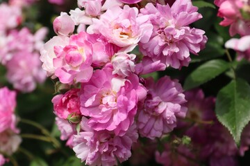 pink rose, rose bush close up, rose background or screensaver