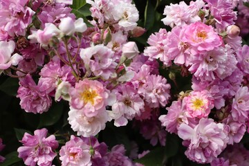 pink rose, rose bush close up, rose background or screensaver