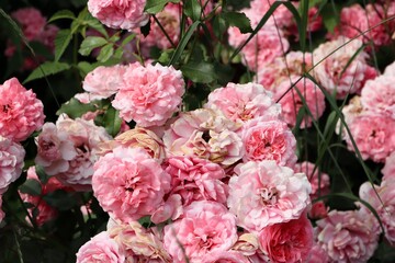 pink rose, rose bush close up, rose background or screensaver