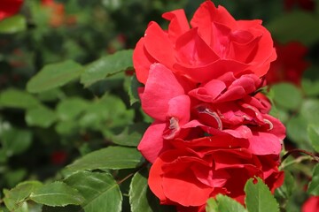 Chinese rose, red color, close-up, rose, red, nature, roses, garden, flowers, bouquet, beauty, plant, love,