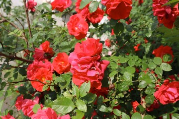 Chinese rose, red color, close-up, rose, red, nature, roses, garden, flowers, bouquet, beauty, plant, love,