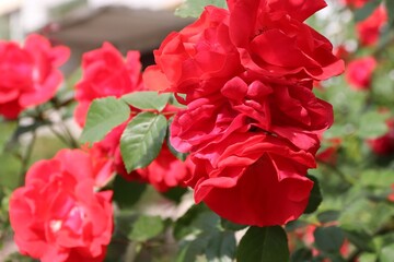 Chinese rose, red color, close-up, rose, red, nature, roses, garden, flowers, bouquet, beauty, plant, love,