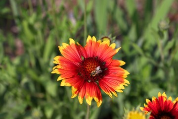 Gaillardia, a red-yellow flower with a brown center and a large bosom against the ground
