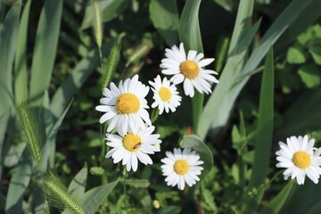chamomile, white chamomile, flowers of summer,
