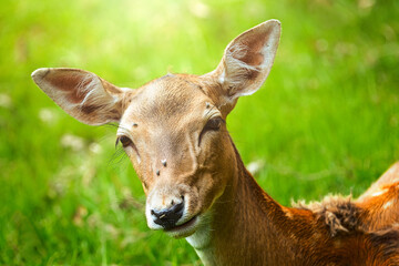 junges reh im wildpark auf einer grünen wiese schaut in die kamara mit sonnenstrahlen im hintergrund