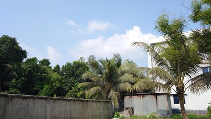 palm trees on the beach