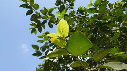 green leaves against blue sky