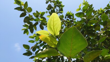 green leaves against blue sky