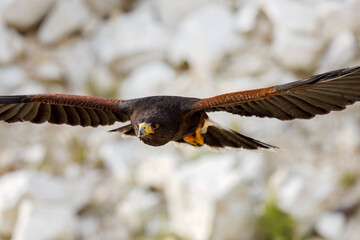 Hawk in flight. Harris's hawk, Parabuteo unicinctus, flying with widely spread wings. Bird of prey hunting in semi-desert. Beautiful raptor known as dusky or wolf hawk. Hunts cooperatively in group.