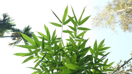 green grass isolated on white