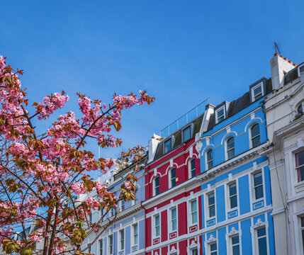 Vibrant London Row Houses with Cherry Blossoms in Spring at Notting Hill