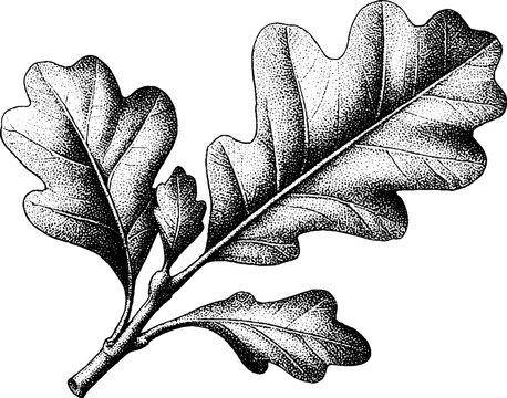 Intricate oak leaf silhouette design in dotwork tattoo style for unique art creations