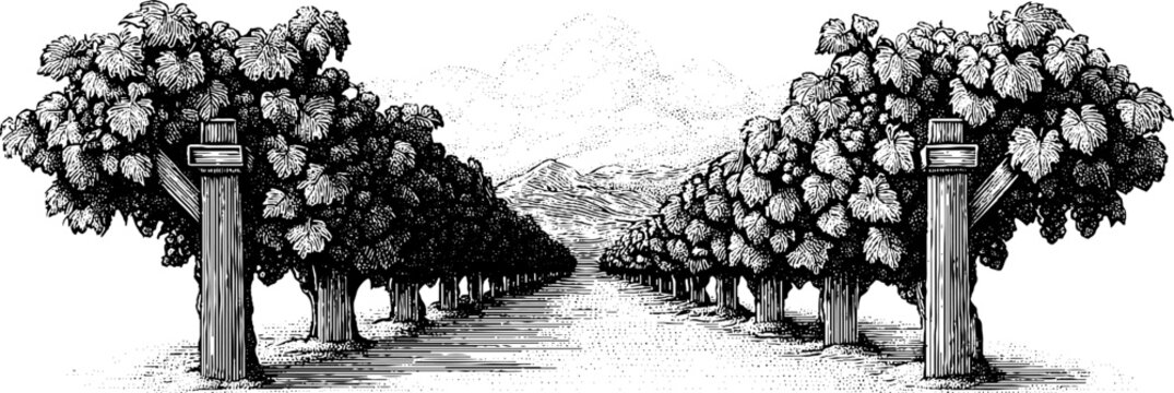 Scenic vineyard rows with trellis receding into distance for nature and agriculture themes