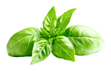 Fototapeta premium Fresh basil leaves harvested in a kitchen garden culinary ingredient isolated on transparent background