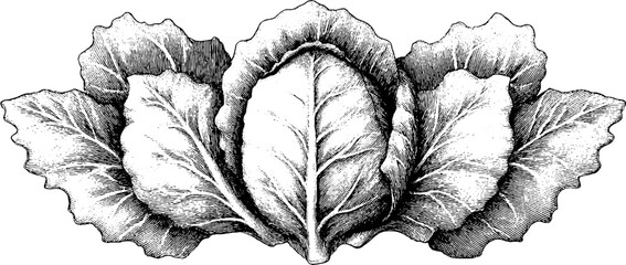 Detailed dotwork art of whole purple cabbage with intricate veins for design and decoration