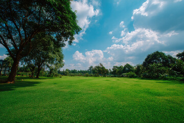 Fototapeta premium Lush Green Lawn Underneath a Sunny Sky with Trees