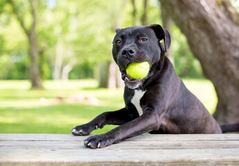 A playful Pit Bull Terrier mixed breed dog holding a ball in its mouth