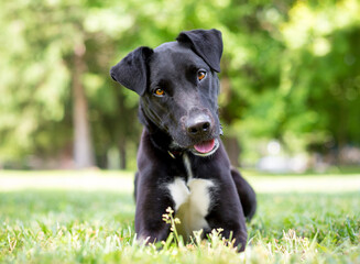 A black and white Terrier mixed breed dog lying down and listening with a head tilt