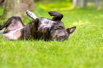 A brindle Terrier mixed breed dog rolling in the grass