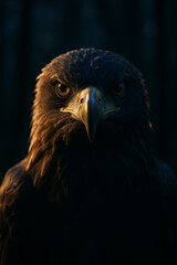 Fototapeta premium portrait of a dark eagle