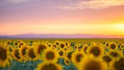 Obraz premium Sunflowers at sunset golden hour summer field landscape