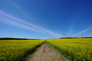 Serene countryside path through vibrant yellow rapeseed field under a clear blue sky
