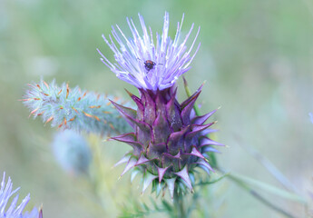 bee on thistle