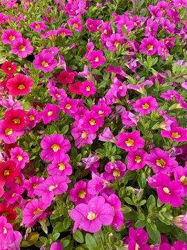 Bright pink calibrachoa flowers or million bells with yellow centers blooming on spring day