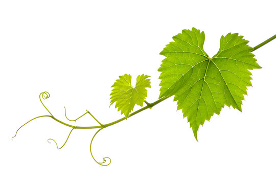 Fresh green grapevine vine tendrils leaves isolated white background