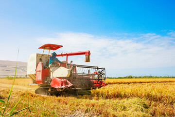 Rice harvester machine in the field