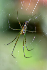 Spider