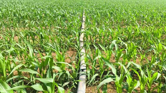Conducto de riego por goteo en cultivo de ma&iacute;z vista horizontal 