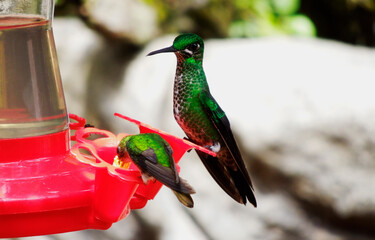 Hommingbird Costa Rica © raul