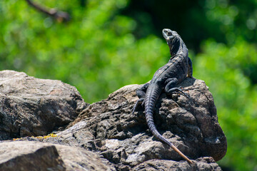 Costarican reptile