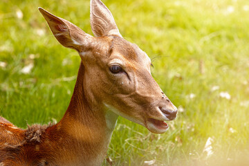 junges reh im wildpark mit offenen mund und ohren nach hinten gerichtet mit grünen hintergrund