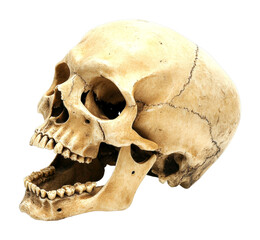 Exploration of human anatomy medical study skull model laboratory science insight isolated on transparent background