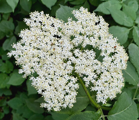 weiße Doldenblüte des schwarzen Holunders