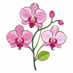 Elegant Pink Orchids Line Art Illustration on a Clean White Background for Creative Projects