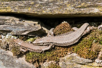 Eidechsen treffen sich