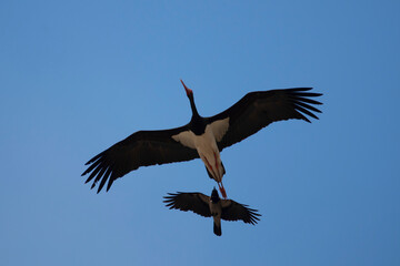Black stork in flight and hooded crow. Blue sky. Copy space. Ciconia nigra, Corvus cornix.