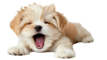 Cute puppy yawning with fluffy fur on a transparent background displaying playful expression and joyful demeanor